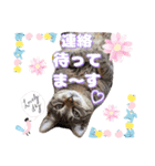 猫スタンプ❤️日常❤️挨拶❤️デカ文字❤️（個別スタンプ：12）