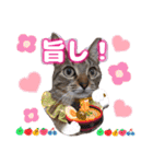 猫スタンプ❤️日常❤️挨拶❤️デカ文字❤️（個別スタンプ：13）