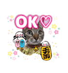 猫スタンプ❤️日常❤️挨拶❤️デカ文字❤️（個別スタンプ：15）