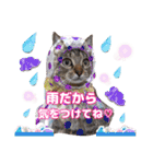 猫スタンプ❤️日常❤️挨拶❤️デカ文字❤️（個別スタンプ：16）