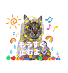 猫スタンプ❤️日常❤️挨拶❤️デカ文字❤️（個別スタンプ：17）