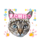 猫スタンプ❤️日常❤️挨拶❤️デカ文字❤️（個別スタンプ：18）