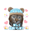 猫スタンプ❤️日常❤️挨拶❤️デカ文字❤️（個別スタンプ：19）