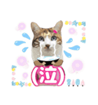 猫スタンプ❤️日常❤️挨拶❤️デカ文字❤️（個別スタンプ：20）