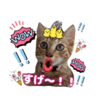 猫スタンプ❤️日常❤️挨拶❤️デカ文字❤️（個別スタンプ：24）