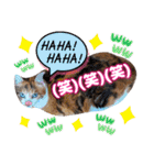 猫スタンプ❤️日常❤️挨拶❤️デカ文字❤️（個別スタンプ：25）