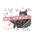 猫スタンプ❤️日常❤️挨拶❤️デカ文字❤️（個別スタンプ：27）