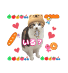 猫スタンプ❤️日常❤️挨拶❤️デカ文字❤️（個別スタンプ：29）