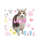 猫スタンプ❤️日常❤️挨拶❤️デカ文字❤️（個別スタンプ：30）