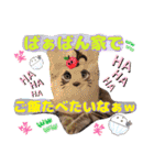 猫スタンプ❤️日常❤️挨拶❤️デカ文字❤️（個別スタンプ：33）