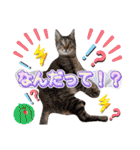 猫スタンプ❤️日常❤️挨拶❤️デカ文字❤️（個別スタンプ：34）