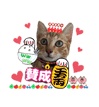 猫スタンプ❤️日常❤️挨拶❤️デカ文字❤️（個別スタンプ：35）