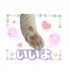 猫スタンプ❤️日常❤️挨拶❤️デカ文字❤️（個別スタンプ：36）