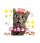 猫スタンプ❤️日常❤️挨拶❤️デカ文字❤️（個別スタンプ：37）