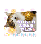 猫スタンプ❤️日常❤️挨拶❤️デカ文字❤️（個別スタンプ：38）