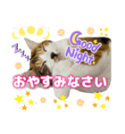 猫スタンプ❤️日常❤️挨拶❤️デカ文字❤️（個別スタンプ：39）
