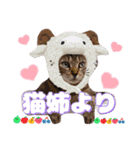 猫スタンプ❤️日常❤️挨拶❤️デカ文字❤️（個別スタンプ：40）