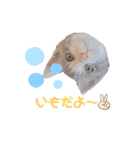 ピー助とゆかいななかまたち その③（個別スタンプ：3）