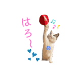 ピー助とゆかいななかまたち その③（個別スタンプ：6）