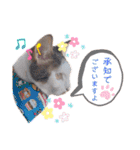 ピー助とゆかいななかまたち その③（個別スタンプ：12）