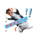 ピー助とゆかいななかまたち その③（個別スタンプ：20）
