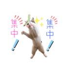 ピー助とゆかいななかまたち その③（個別スタンプ：28）