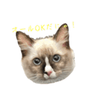 自分らしく生きる猫(ラグドール編 修正版)（個別スタンプ：1）