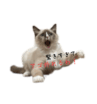 自分らしく生きる猫(ラグドール編 修正版)（個別スタンプ：2）