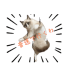 自分らしく生きる猫(ラグドール編 修正版)（個別スタンプ：3）