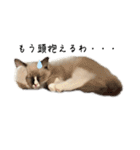 自分らしく生きる猫(ラグドール編 修正版)（個別スタンプ：4）