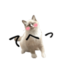 自分らしく生きる猫(ラグドール編 修正版)（個別スタンプ：5）