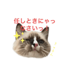 自分らしく生きる猫(ラグドール編 修正版)（個別スタンプ：6）
