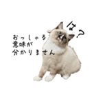 自分らしく生きる猫(ラグドール編 修正版)（個別スタンプ：7）