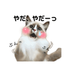 自分らしく生きる猫(ラグドール編 修正版)（個別スタンプ：8）