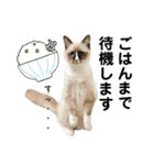 自分らしく生きる猫(ラグドール編 修正版)（個別スタンプ：9）