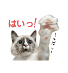 自分らしく生きる猫(ラグドール編 修正版)（個別スタンプ：10）