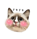 自分らしく生きる猫(ラグドール編 修正版)（個別スタンプ：11）