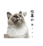 自分らしく生きる猫(ラグドール編 修正版)（個別スタンプ：12）