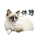 自分らしく生きる猫(ラグドール編 修正版)（個別スタンプ：13）