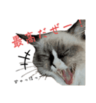 自分らしく生きる猫(ラグドール編 修正版)（個別スタンプ：14）