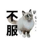 自分らしく生きる猫(ラグドール編 修正版)（個別スタンプ：15）