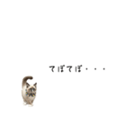 自分らしく生きる猫(ラグドール編 修正版)（個別スタンプ：17）