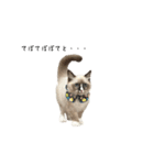 自分らしく生きる猫(ラグドール編 修正版)（個別スタンプ：18）