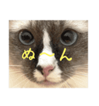 自分らしく生きる猫(ラグドール編 修正版)（個別スタンプ：20）