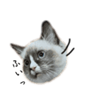 自分らしく生きる猫(ラグドール編 修正版)（個別スタンプ：21）