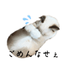 自分らしく生きる猫(ラグドール編 修正版)（個別スタンプ：22）