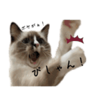自分らしく生きる猫(ラグドール編 修正版)（個別スタンプ：23）