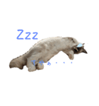 自分らしく生きる猫(ラグドール編 修正版)（個別スタンプ：24）
