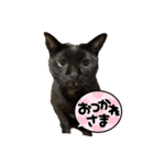 にゃんこでひとこと（個別スタンプ：1）