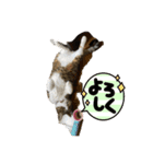 にゃんこでひとこと（個別スタンプ：2）